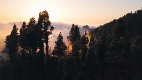 Aerial Tracking Through Pine Forest Clouds at Sunset Remote Island 4K Video stock 101116598