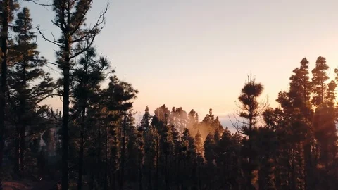 Aerial Tracking Through Pine Forest Clouds at Sunset Remote Island 4K Video stock 101117456