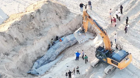 Aerial Tractor Burying Stranded Sperm Whale Carcass Israel Stock Footage 334871307