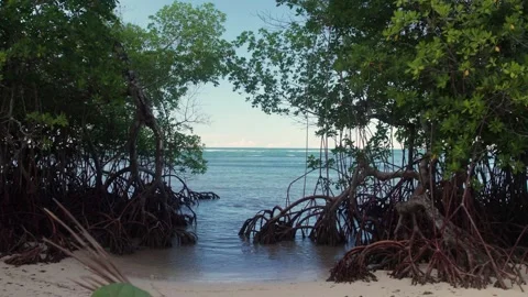 Aerial Transition from Mangrove Forest to Open Sea 스톡 동영상 336712981