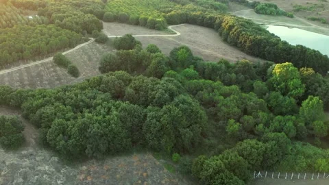 Aerial tree clusters Stock Footage 229805385