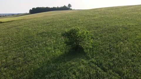 Aerial Tree at Countryside Stock Footage 134892217
