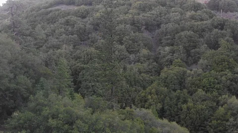 Aerial of a tree in a dense green forest Stock Footage 95928669