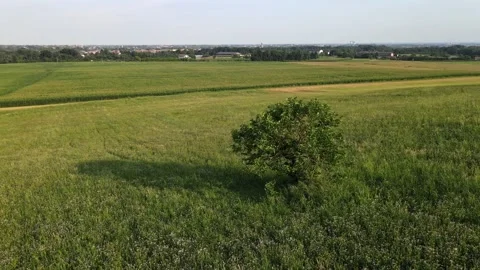 Aerial Tree at Field Stock Footage 134892347