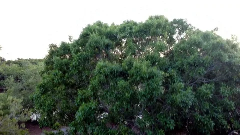 Aerial tree flyup river Stock Footage 88480282