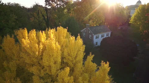Aerial tree Stock Footage 32480274