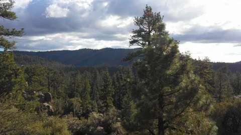 Aerial of tree forest with cloudy sky and hills, San Bernardino, California, USA Stock Footage 135300803