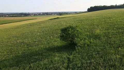 Aerial Tree at Hills Stock Footage 134892346