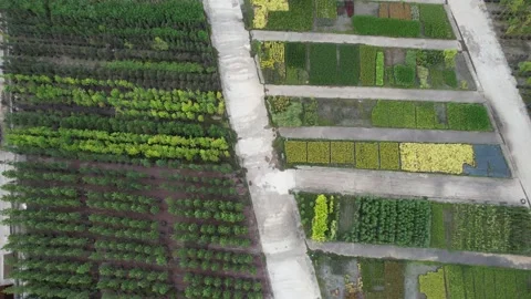 Aerial tree nursery Stock Footage 203031037