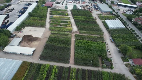 Aerial tree nursery Stock Footage 203791729