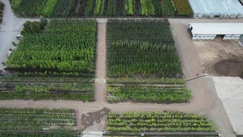 Aerial tree saplings Stock Footage 203588415