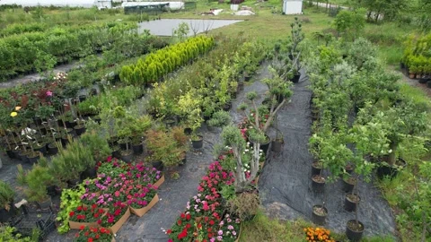 Aerial tree saplings Stock-Footage 248468556