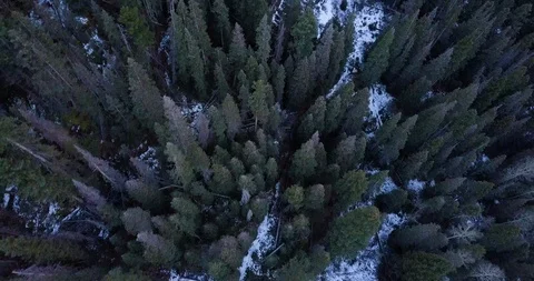 Aerial - Tree Sweeping Stock Footage 85817701