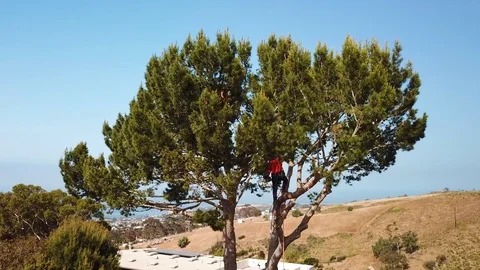 Aerial of a tree trimmer cutting branches in a tree in a hillside neighborhood. Stock Footage 95059827