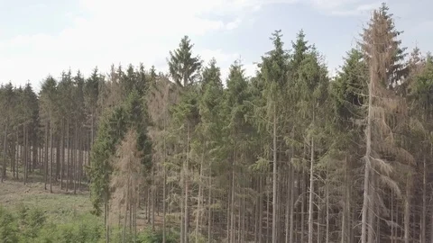 Aerial Trees And Far View Stock Footage 111226824