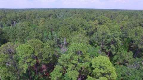 Aerial of trees in a Central Florida forest Stock Footage