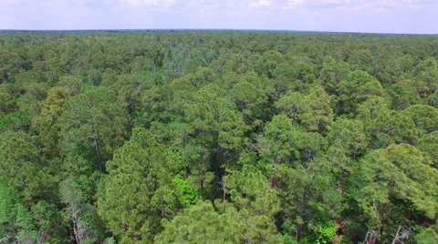 Aerial of trees in a Central Florida forest Video stock 62834627