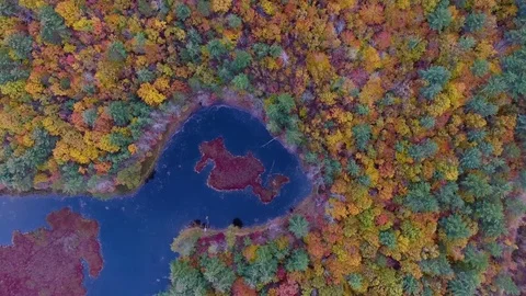 Aerial of trees changing color in Fall Video stock 83561318