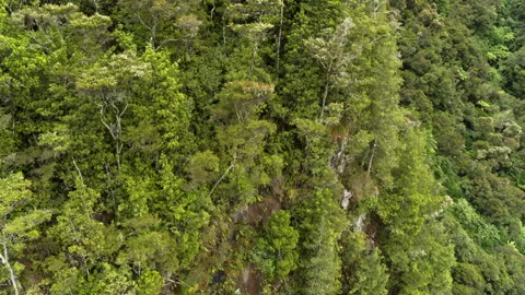 Aerial of trees on cliff edge Stock Footage 159029900