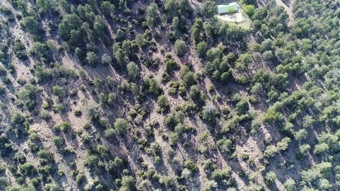 Aerial of trees Stock Footage 78355881