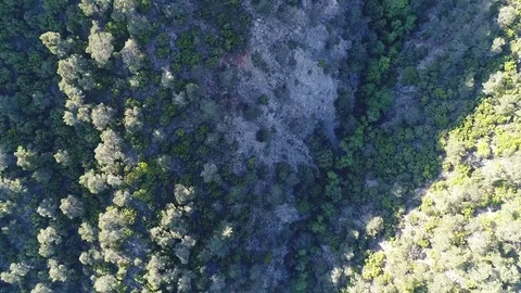Aerial of trees Stock Footage 78561090