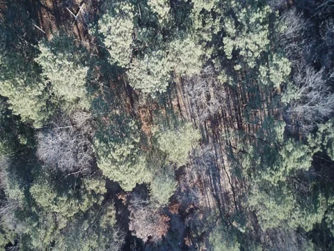 Aerial Trees 스톡 동영상 79971669