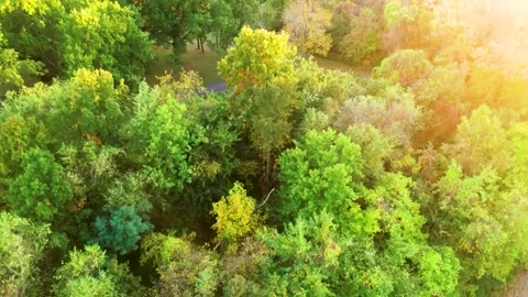AERIAL OF TREES Stock Footage 145863938