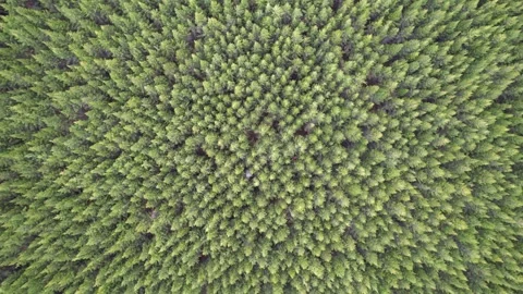 Aerial trees Video stock 307140634