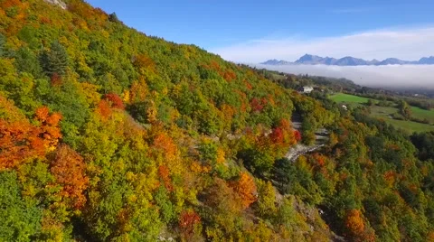 Aerial of trees in forest Stock-Footage 64345621