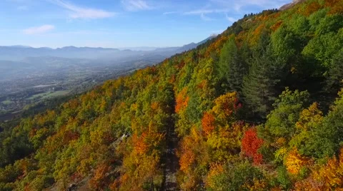 Aerial of trees in forest Stock-Footage 64345650