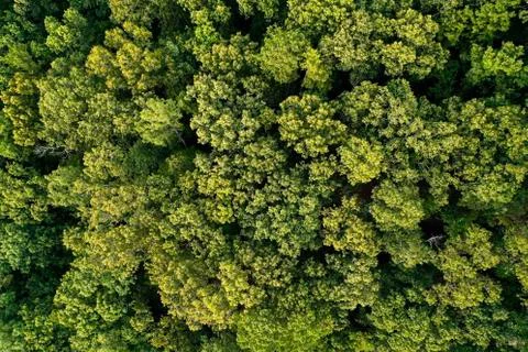 Aerial of Trees in Forest Foto stock