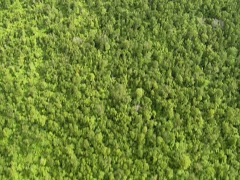 Aerial of Trees in Hilo Stock Footage 22243507