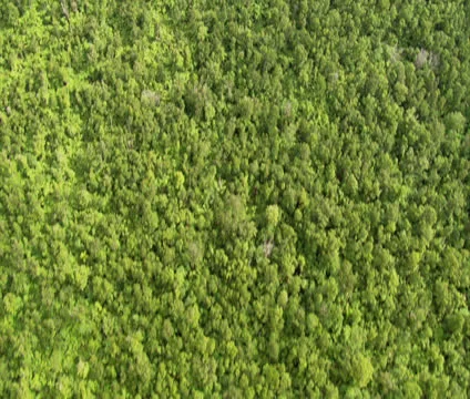 Aerial of Trees in Hilo Stock Footage 22722103