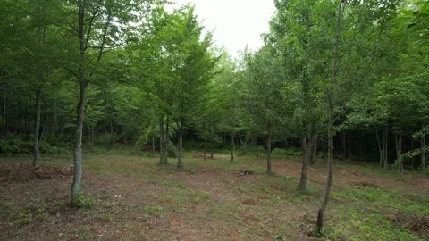 Aerial trees inside forest Stock Footage 212226825