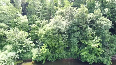 Aerial Trees pan Video stock 195956771