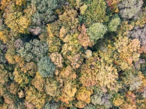 Aerial Trees Stock Photos