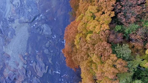 Aerial Trees by a River in Fall Stock Footage 73004139