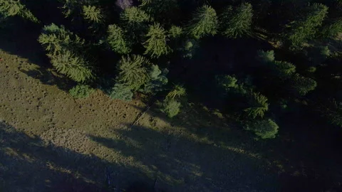 Aerial trees showing the shadow in the sunset 4K Vídeo Stock 144557708