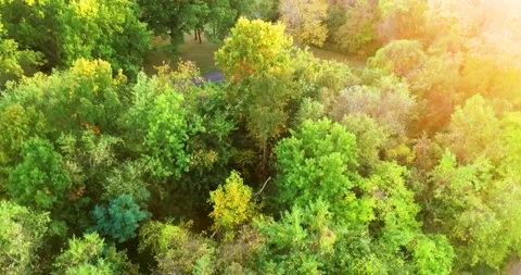 AERIAL OF TREESmp4 Stock Footage 145863914