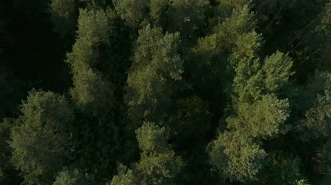 AERIAL: Treetops Stock Footage 20563901