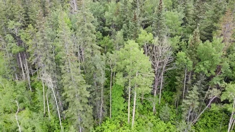 Aerial in Treetops Stock Footage 141108902