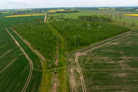 Aerial triangular shelterbelt wedge in patchwork farmland fields Stock Photos