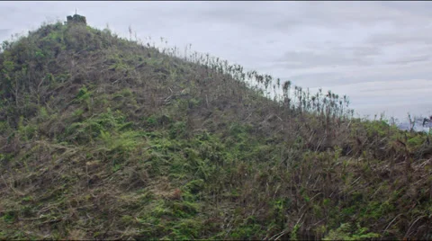 Aerial of tropical palm broken by Haiyan on a hill Stock Footage