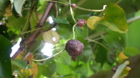 An aerial tuber growing on a vine 스톡 동영상 326328790