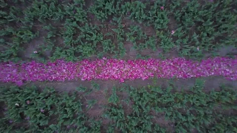 Aerial of a tulip field pattern after flowers have been cut, the Stock Footage 131148308
