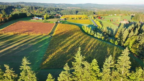 Aerial: Twilight Descends On A Patchwork Of Vineyards And Farmland, Where The Stock Footage 272483803