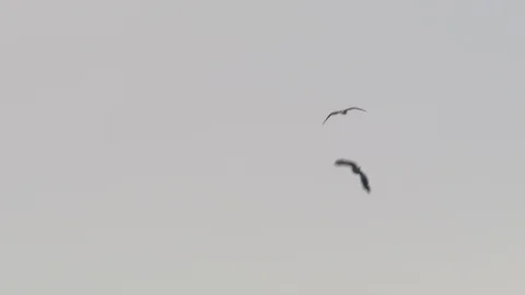 Aerial of two eagles in Norway winter Stock Footage 87779568