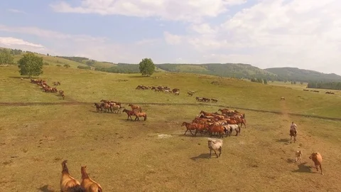 AERIAL: Two shepherds graze a large herd of horses among the yellowed hills. Stock Footage 78031722