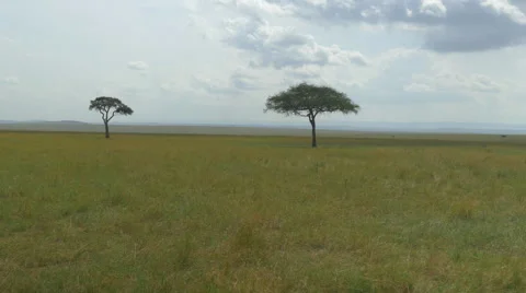 AERIAL: Two solitaire trees in African savannah Stock Footage 45045705
