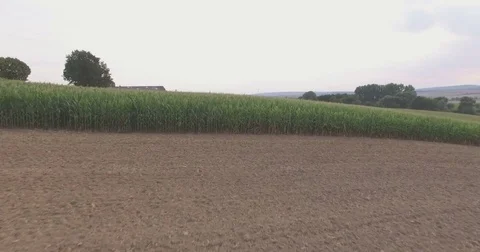 Aerial under corn fields Video stock 81451875